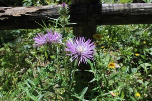 Galactites tomentosa2.jpg